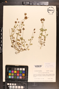 Trifolium carolinianum image