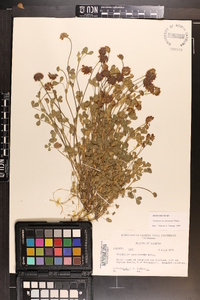 Trifolium carolinianum image