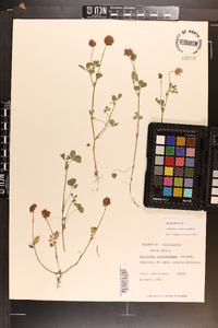 Trifolium carolinianum image