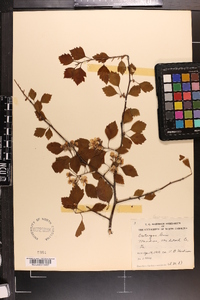 Crataegus pulcherrima image