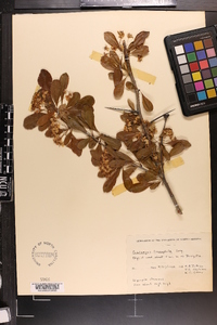 Crataegus limnophila image