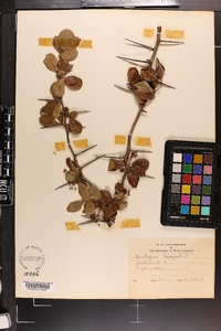 Crataegus limnophila image