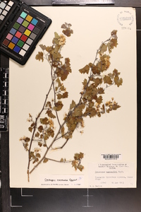 Crataegus marshallii image