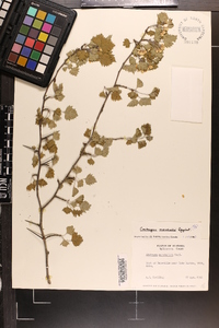 Crataegus marshallii image