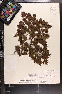 Crataegus marshallii image