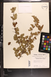 Crataegus marshallii image