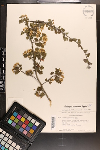 Crataegus marshallii image