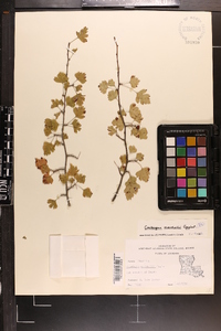 Crataegus marshallii image