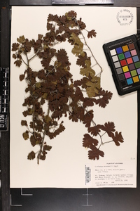 Crataegus marshallii image