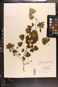 Crataegus marshallii image