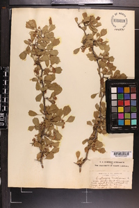 Crataegus michauxii image
