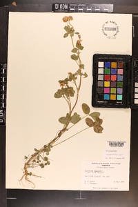 Trifolium hybridum image