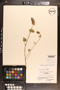 Trifolium incarnatum image