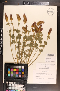 Trifolium incarnatum image