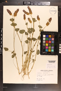 Trifolium incarnatum image