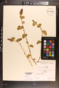 Trifolium incarnatum image