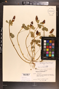 Trifolium incarnatum image