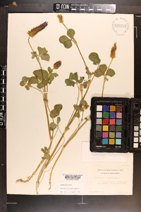 Trifolium incarnatum image