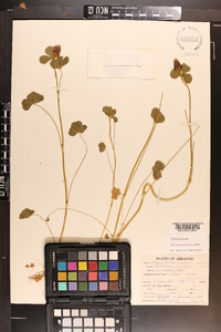 Trifolium incarnatum image