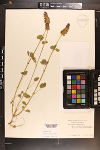 Trifolium incarnatum image