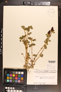 Trifolium incarnatum image