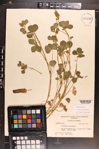 Trifolium incarnatum image