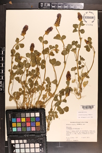 Trifolium incarnatum image