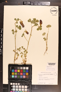 Trifolium incarnatum image