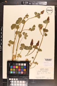 Trifolium incarnatum image