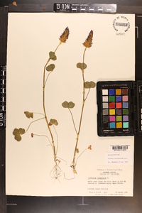 Trifolium incarnatum image