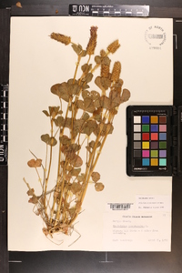 Trifolium incarnatum image