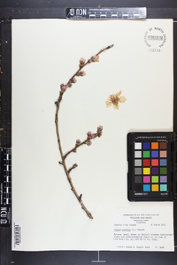 Prunus persica image