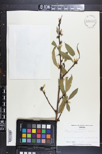 Prunus persica image