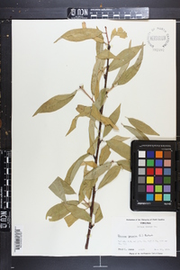 Prunus persica image