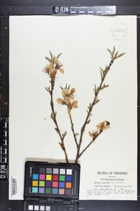 Prunus persica image