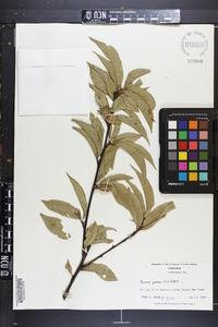 Prunus persica image