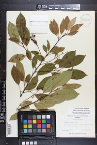 Prunus serotina var. serotina image