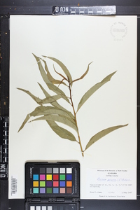 Prunus persica image