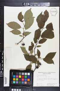 Prunus mexicana image