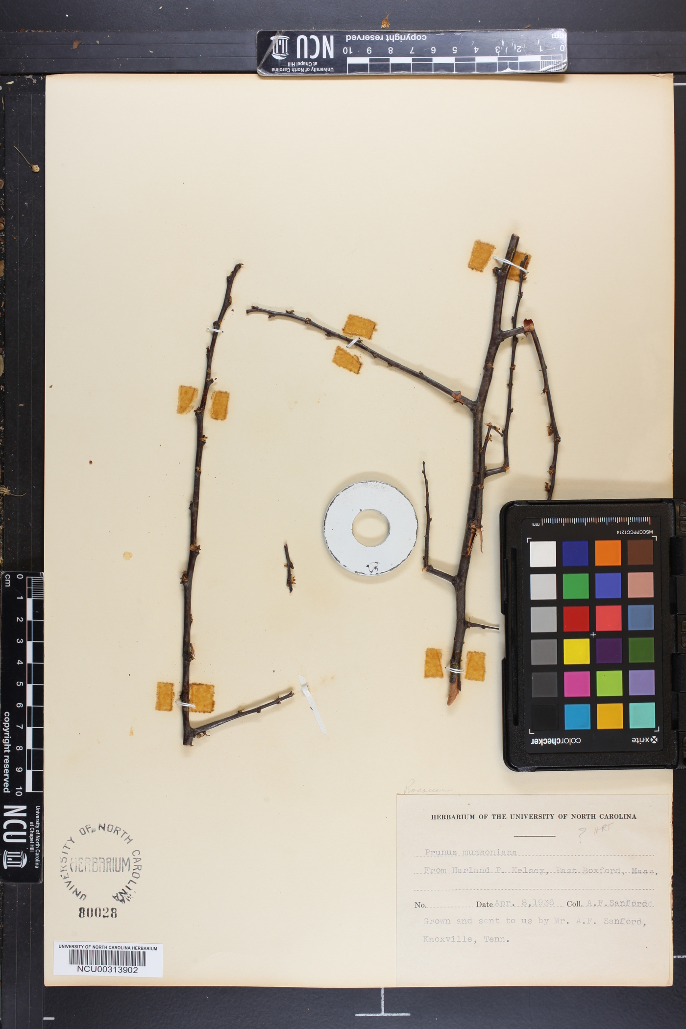 Prunus munsoniana image