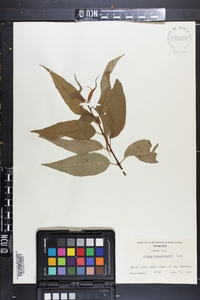 Prunus pensylvanica image