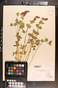 Trifolium incarnatum image