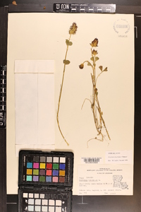 Trifolium incarnatum image