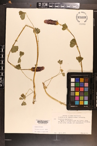 Trifolium incarnatum image