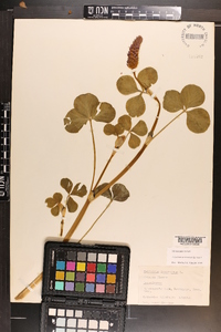 Trifolium incarnatum image