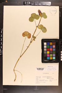 Trifolium incarnatum image