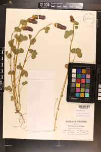 Trifolium incarnatum image