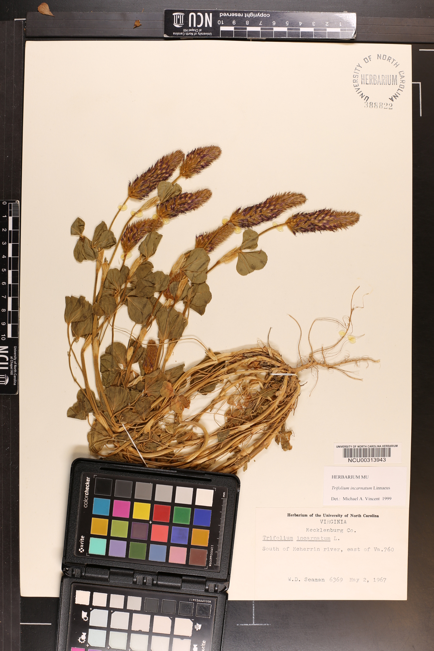 Trifolium incarnatum image