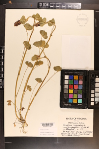 Trifolium incarnatum image