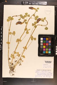 Trifolium incarnatum image